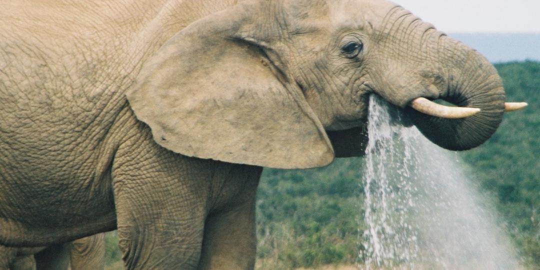 Water for Elephants Trust has reopened boreholes in Botswana.