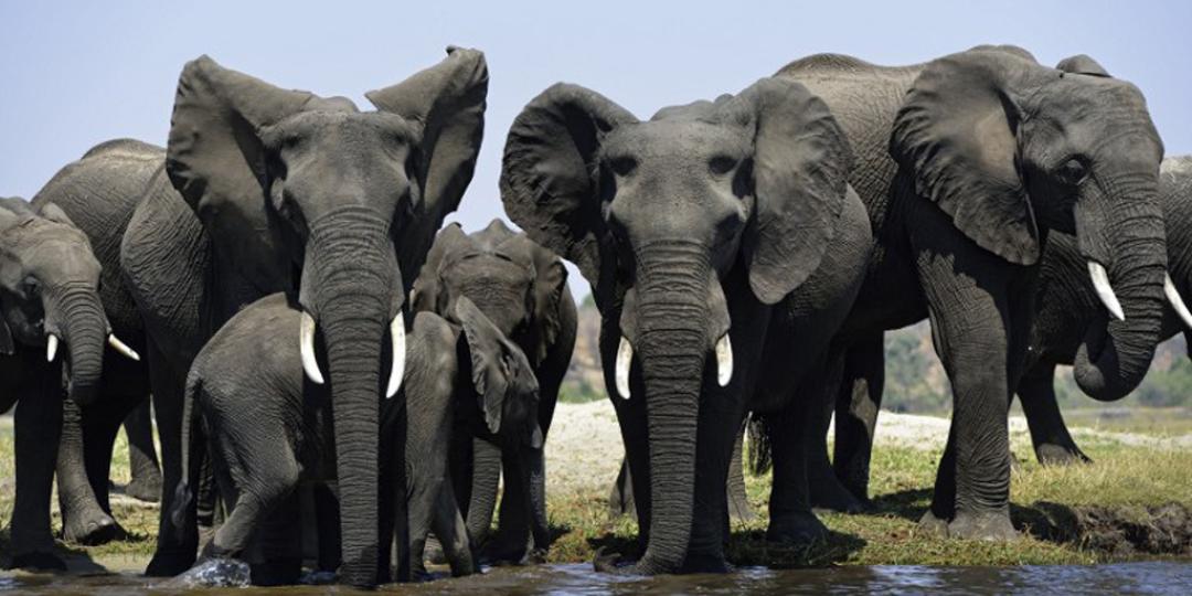 Botswana to host conservation summit | Southern & East African Tourism ...