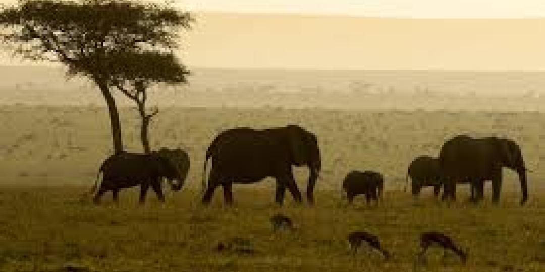 The elephant population in Maasai Mara is on the rise. 