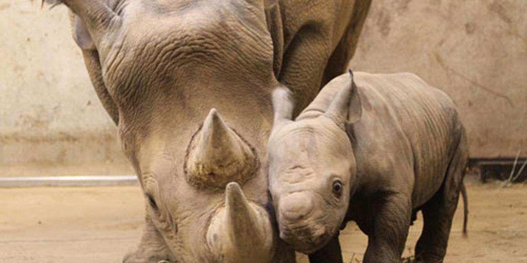 First rhino calf born in Rwanda in over a decade.