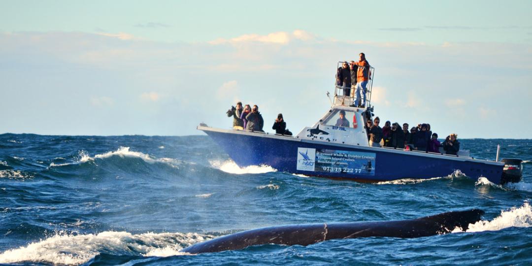 Experience an exciting boat cruise in Algoa Bay to see the largest breeding colony of African penguins in the world.