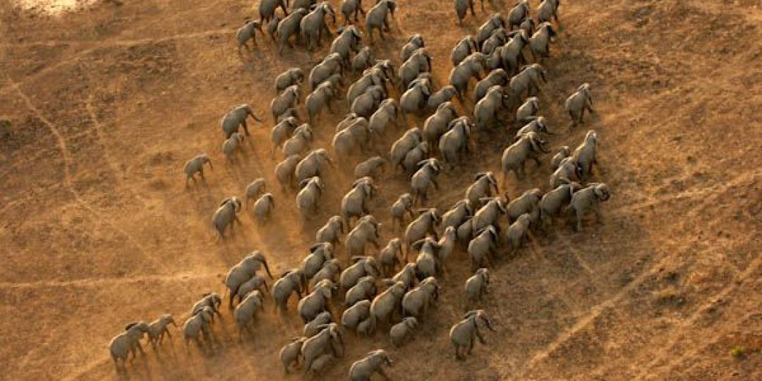 Previous surveys showed a drastic decline in elephants in the Selous Game Reserve. 