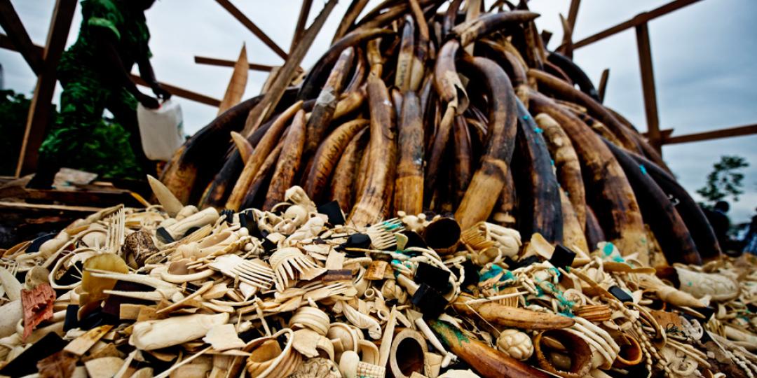 Tourism will feel the effects of illegal wildlife trade. 