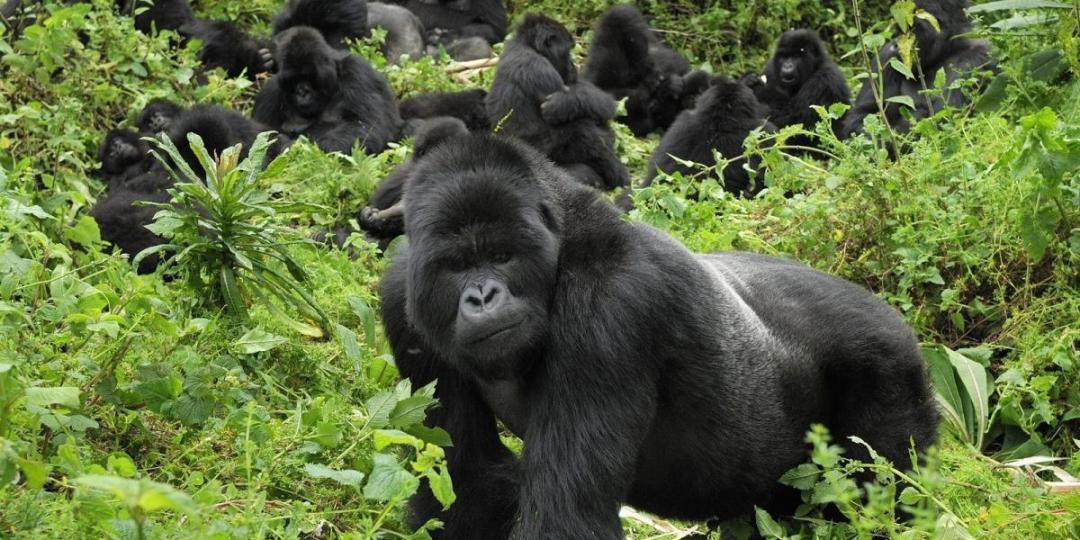 A guide to gorilla trekking in Uganda and Rwanda.