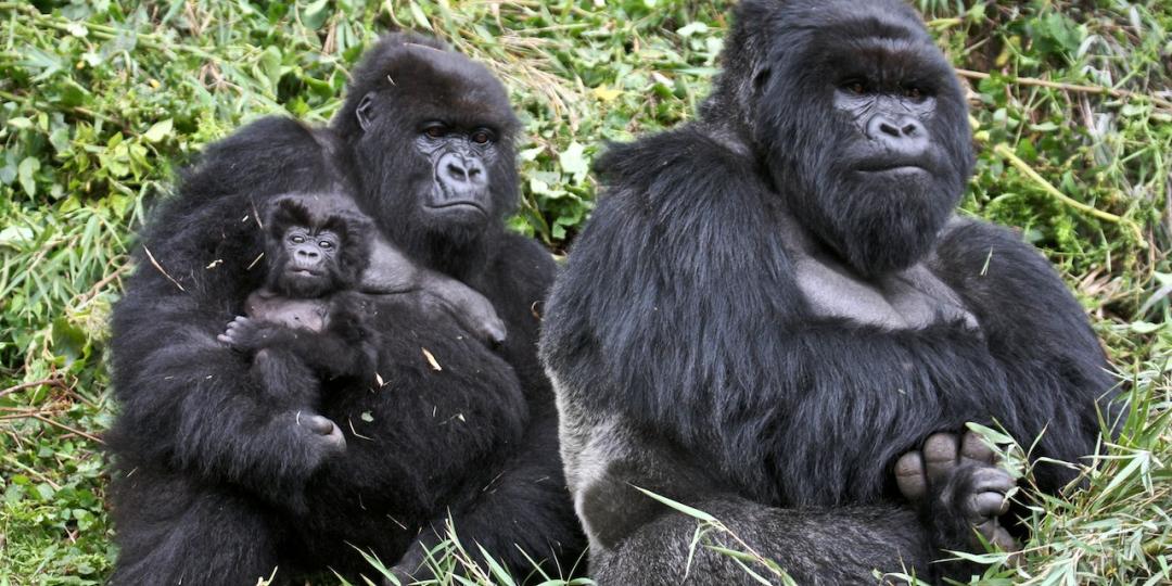 Gorilla trekking has preserved Volcanoes National Park and even led to discussions about expanding it.  