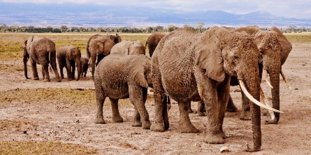 The National Parks of Tsavo and Amboseli have noted an increase in tourists. 