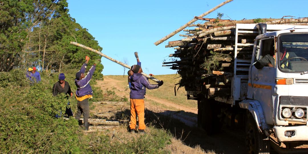 Wattle eradication at Lalibela. Wattle is an invasive species in South Africa. 