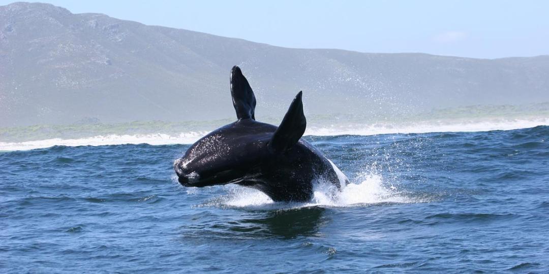 Southern Africa’s diverse marine life makes it one of the best destinations for marine safaris. 