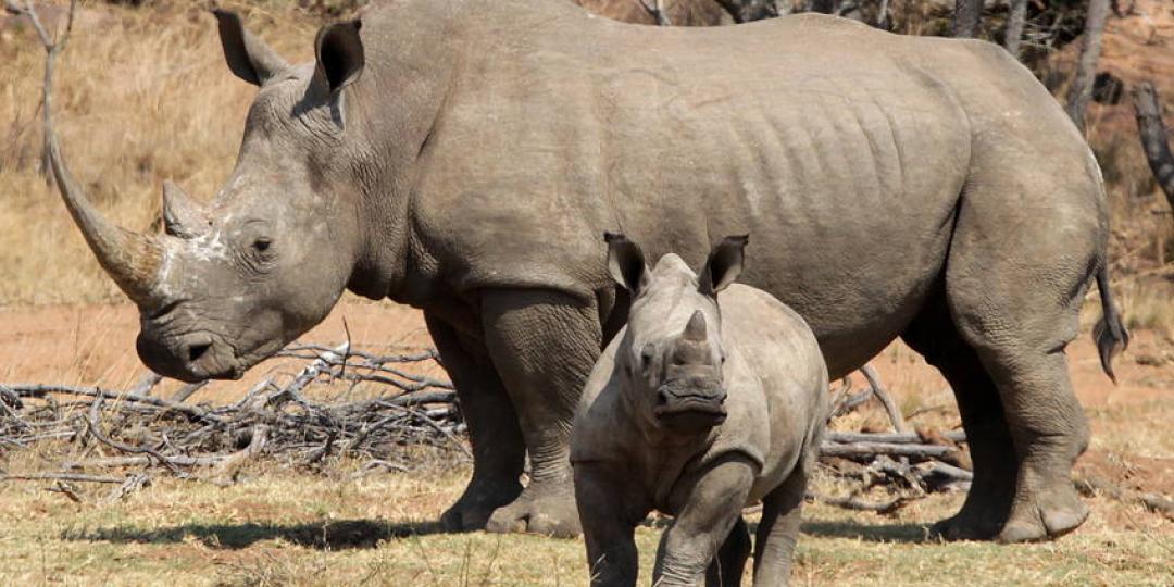 A new project launched to strengthen wildlife enforcement and cross-border collaboration in KAZA areas. 