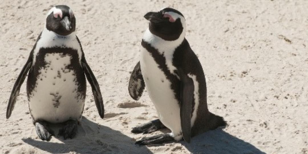 Simon's Town penguins attract a significant amount of visitors. 