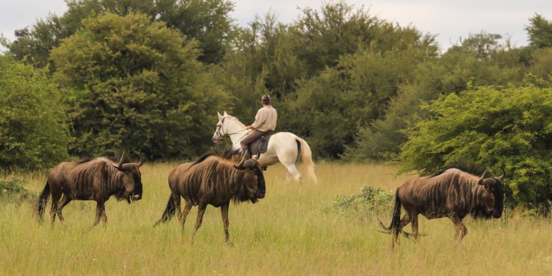 Horse riding at Imvelo.