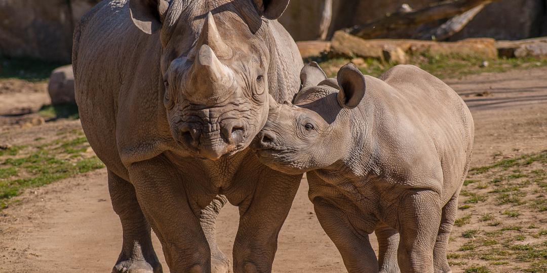 SADC: 4th Multi-Lateral Meeting of the Defence and Security Chiefs on anti-poaching. 