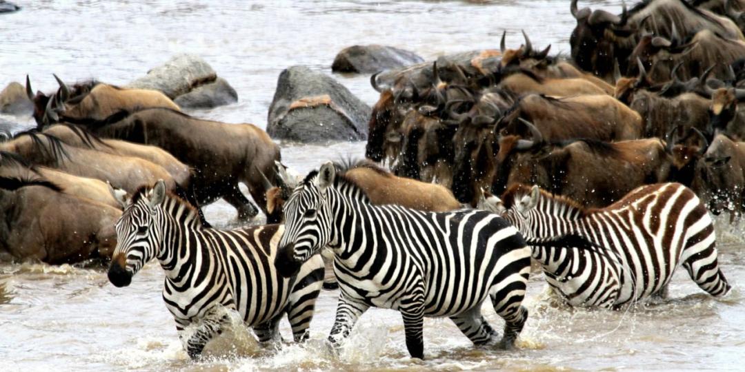 Camp Zebra follows the migration of the wildebeest and zebra herds.