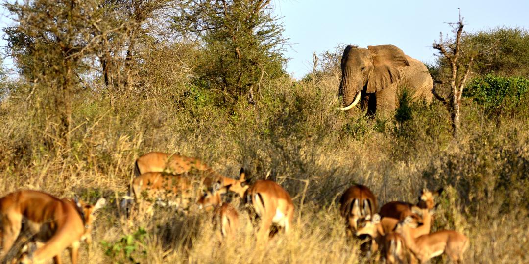 Five game reserves in Tanzania to be upgraded to national parks.