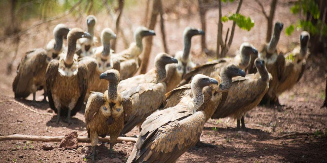 Hundreds of vultures have benefited from the vulture feeding programme.