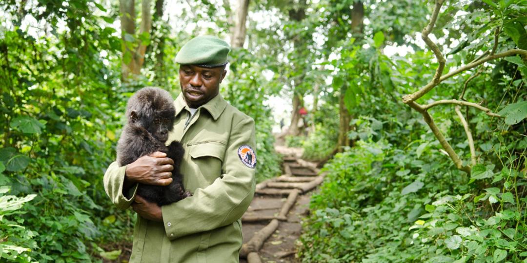 Virunga National Park is home to 800 mountain gorillas protected by 500 rangers.