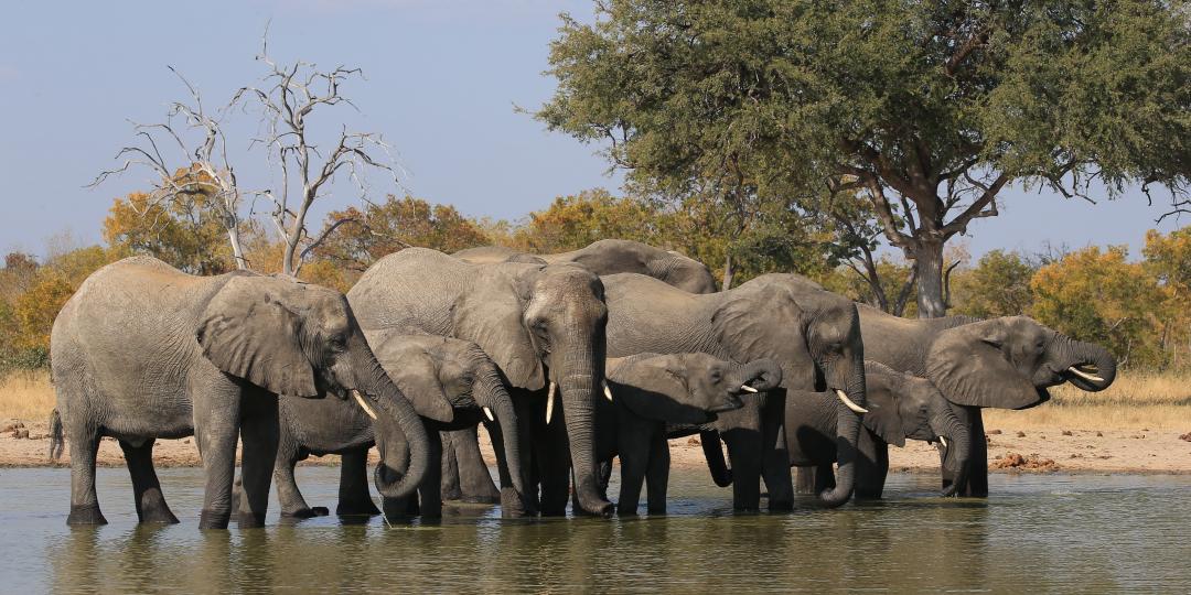 Hunting ban on elephants may be lifted in Botswana. 