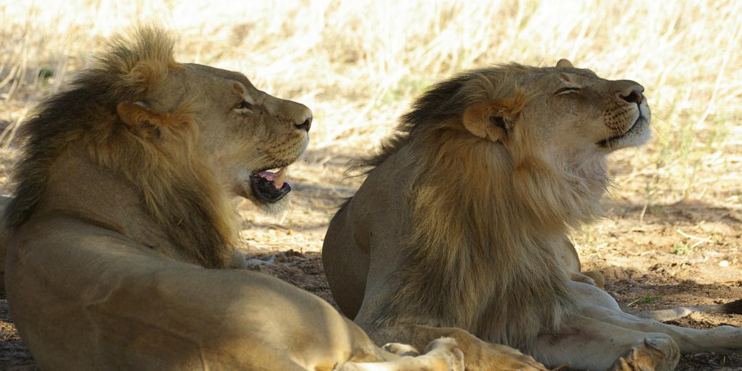 The Limpopo Lion Protection Team was launched with success.