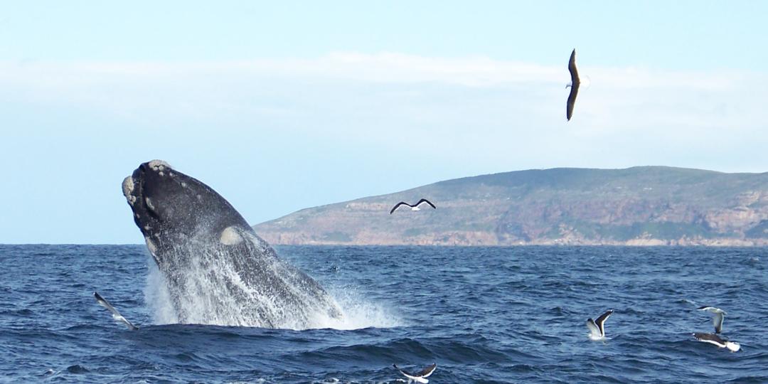 A group of travel agents from the UK recently visited Plettenberg Bay. Credit: Ocean Blue Adventures.