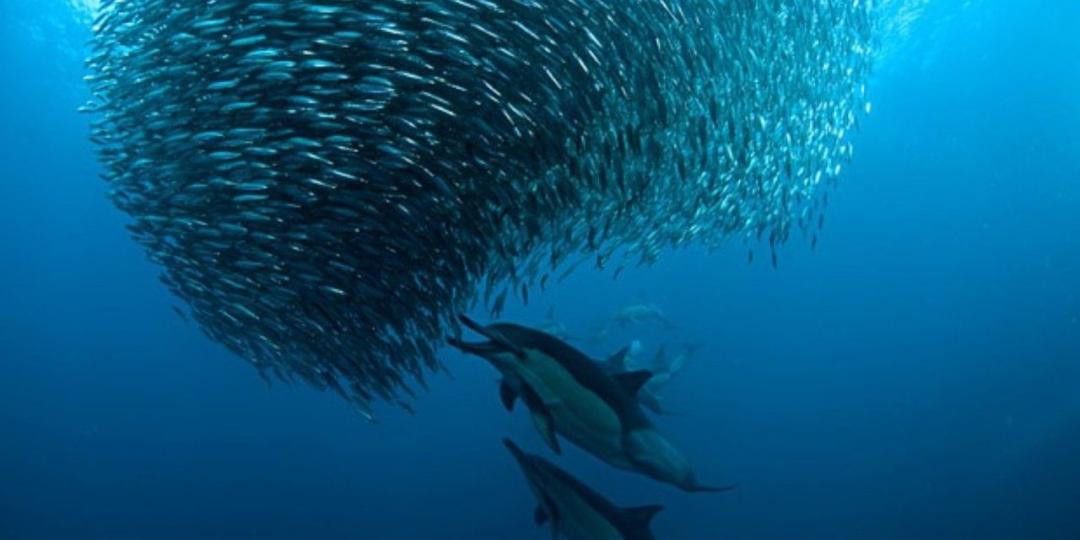 Massive sardine shoals have been spotted off the east coast of South Africa in time for the annual Sardine Run.