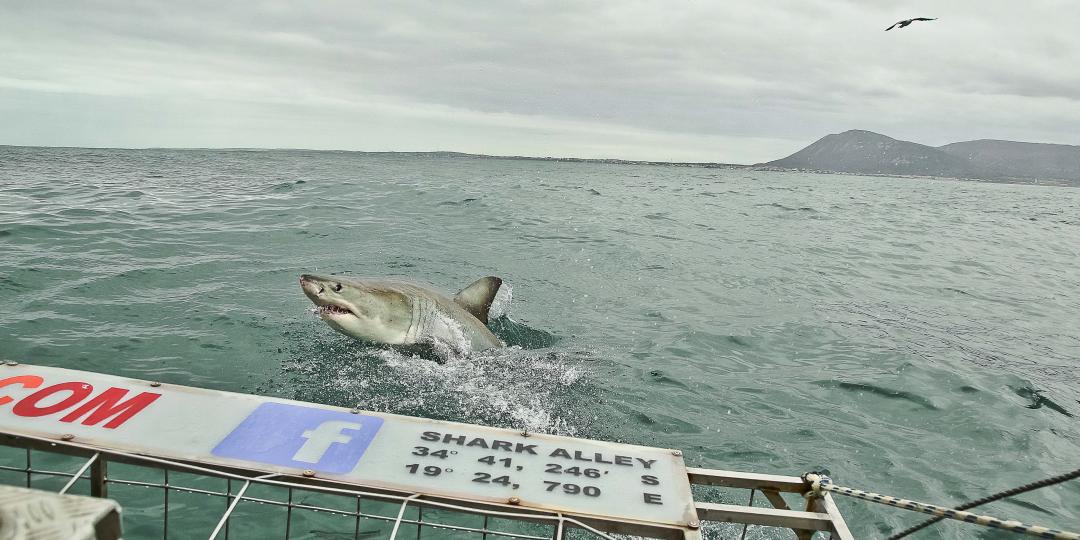 SA’s shark population under the spotlight.