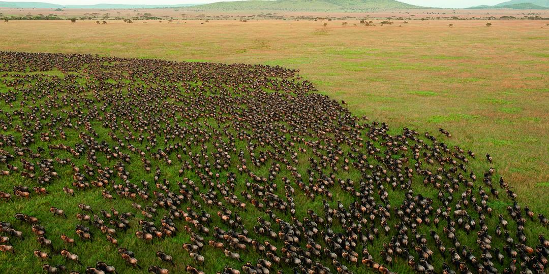 Witness the World Cup Migration.