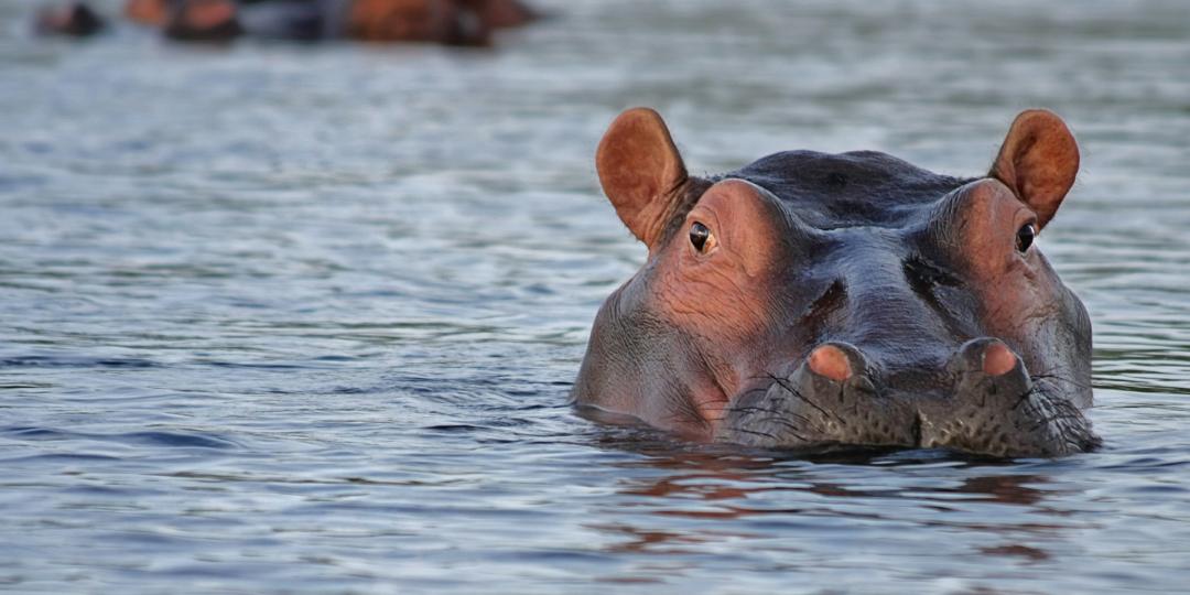 The motion to cull 1 250 hippos is under Cabinet review.