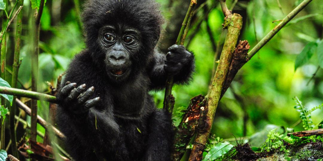 The 2018 Kwita Izina Festival has been launched, in which 23 baby gorillas will be named.