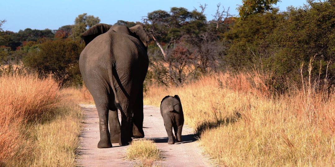 Elephant’s Eye Hwange is currently constructing a new entrance gate into Hwange National Park, which will cut down guests’ travelling time.