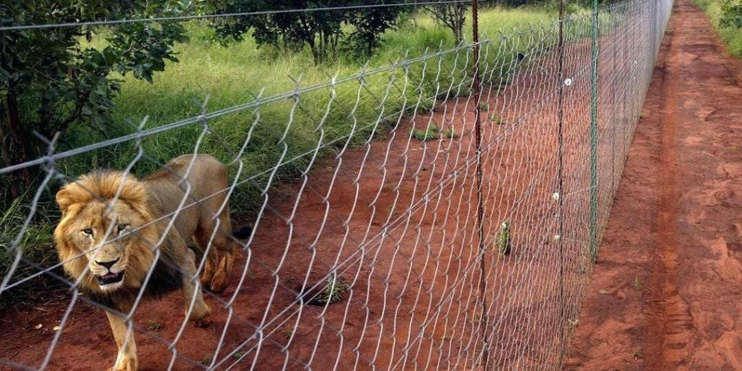 Reserves in the Greater Kruger are violating a number of protocols and regulations that permitted the dropping of fences with the Kruger.