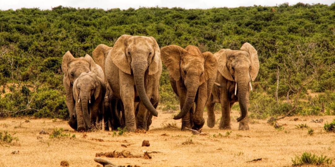 Poachers have killed 40 elephants in a conservation area. 