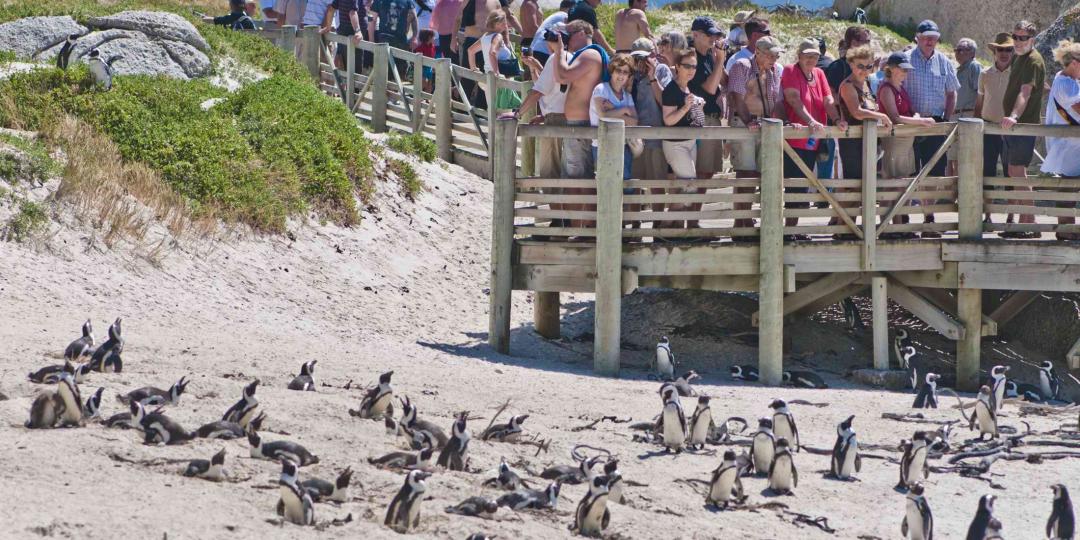 SANParks has introduced online ticketing options, hoping to create easier access at Boulders and Cape Point.