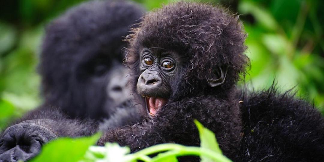 Rwanda Names Its Baby Gorillas In Star Studded Ceremony Southern East African Tourism Update