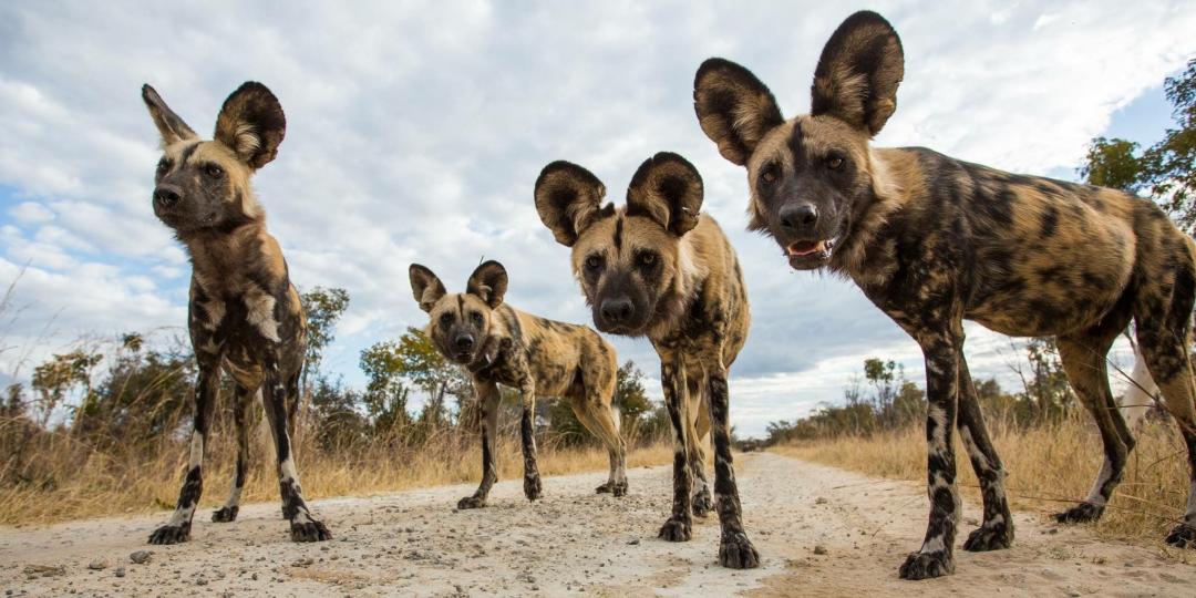 Hideaways officially opens Mtoa gate, providing guests of Elephant’s Eye direct access into Hwange National Park.