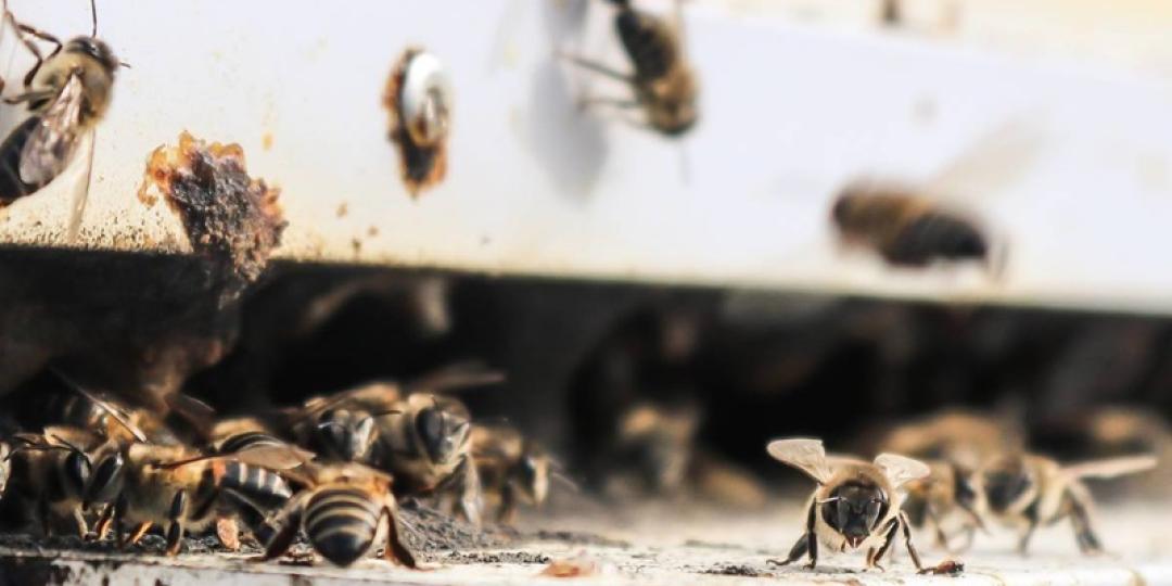 Grootbos Private Nature Reserve has introduced the Hive to Home Experience, detailing the importance of the Cape honeybee. Credits: Grootbos Private Nature Reserve.