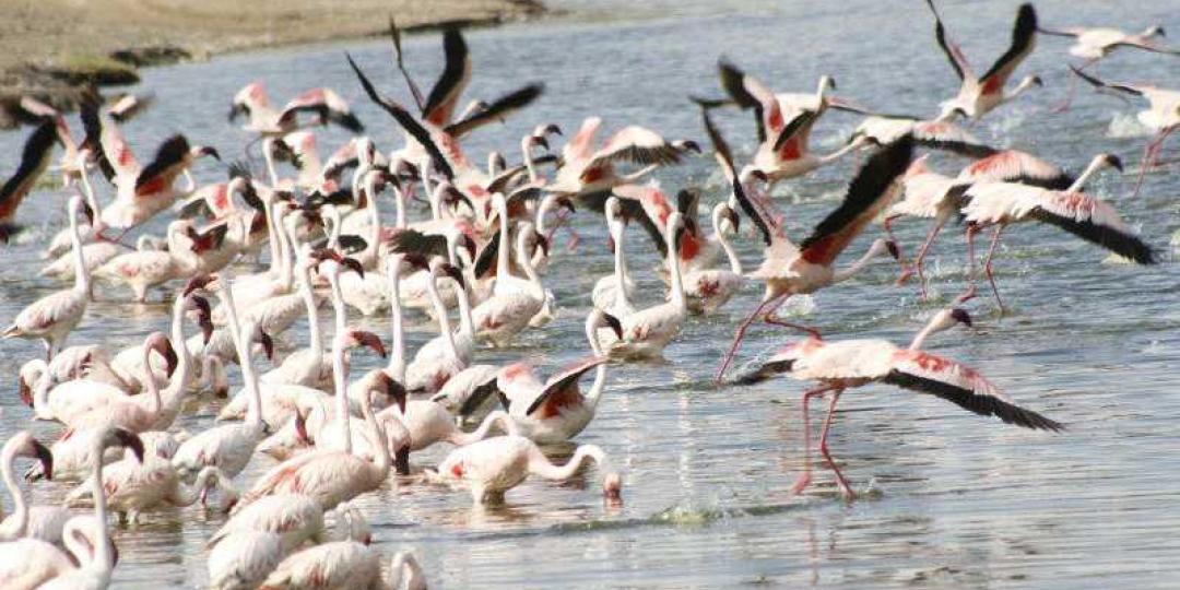 Birding tourism to soar as air migration commences. Credit: Standard Media Kenya.