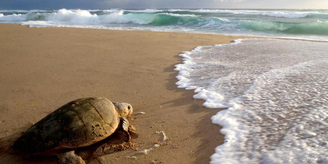 The iSimangaliso Wetland Park coastline is the only place in Africa to which the turtles return every year to lay their eggs.