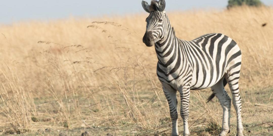 African Bush Camps’ newest offering, Linyanti Expeditions, is a mobile luxury camp in Botswana, which will open on May 1. Credit: African Bush Camps. 