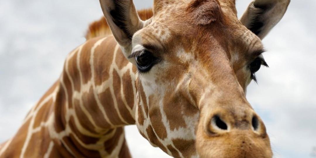 The Giraffe Centre Sanctuary in Nairobi will go cashless at the beginning of February. 