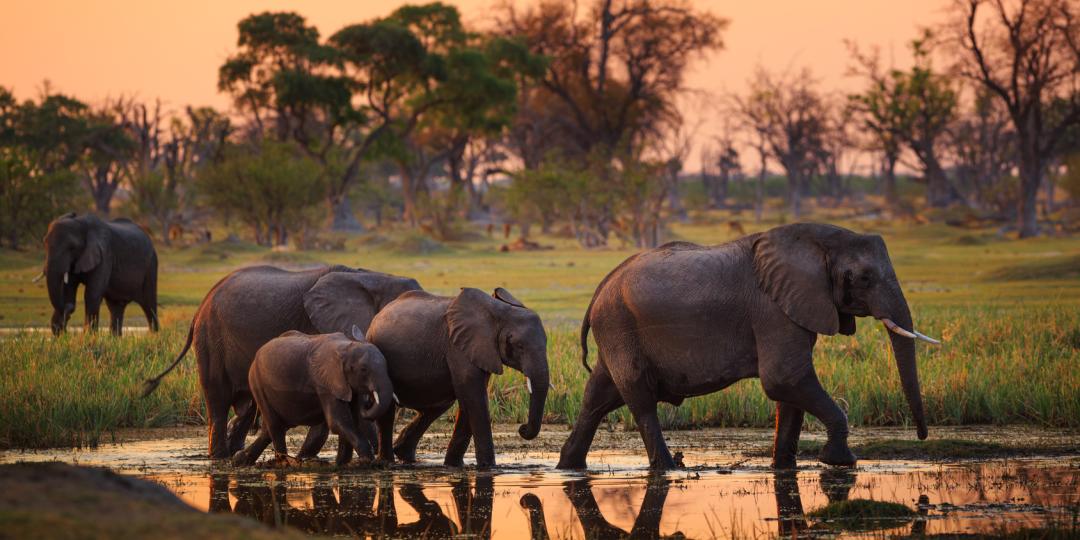 To cull, or not to cull...Botswana President at crossroads.