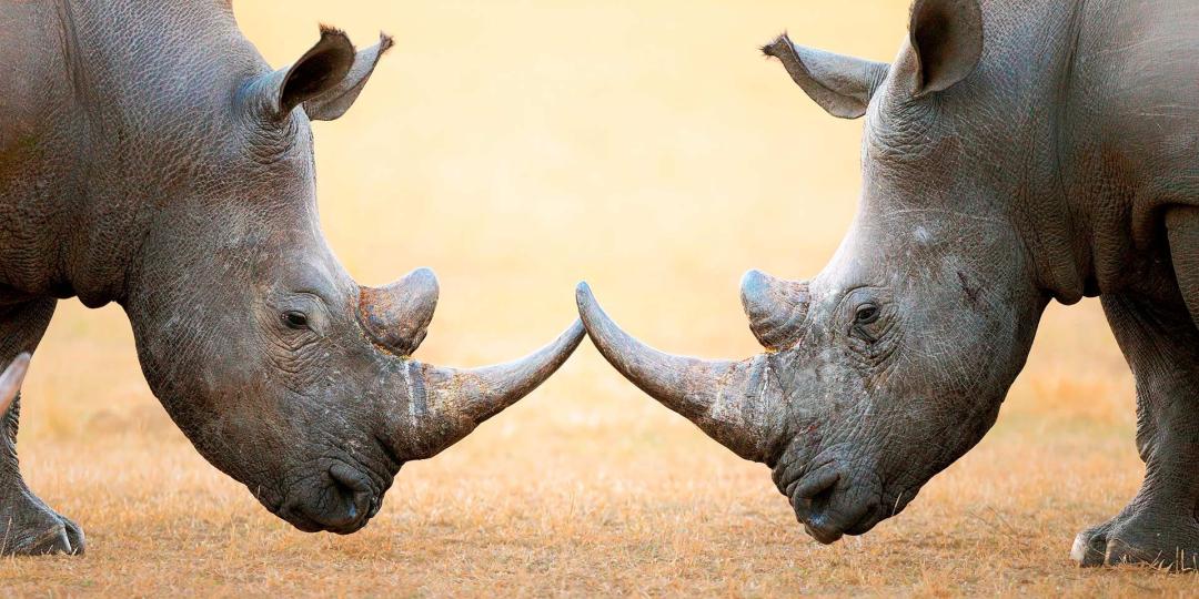 Rhino poaching numbers drop, but there are other factors to consider.