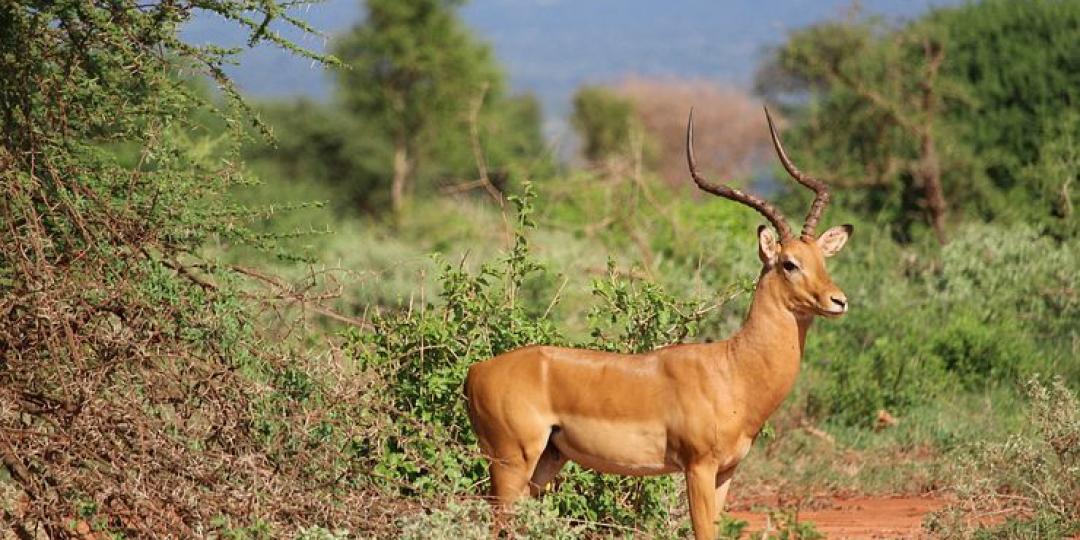 ‘Living like the locals’ in an eco-tourism cottage is set to drive tourism to Kenya.