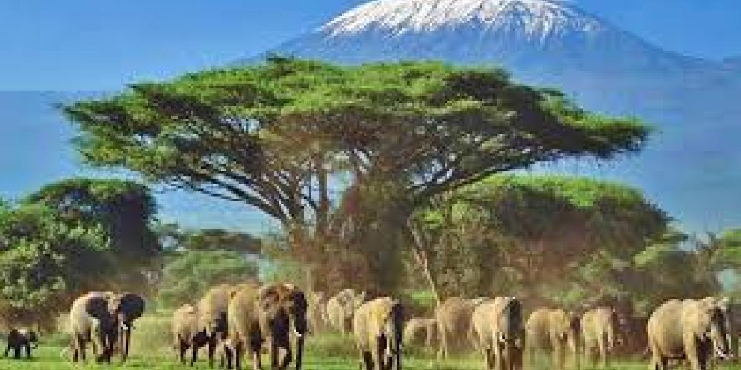 A herd of elephants in Kenya’s Amboseli National Park.