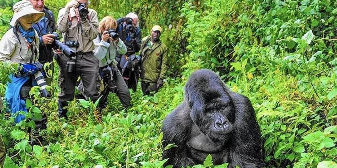 New itineraries launched in Africa, including gorilla trekking.