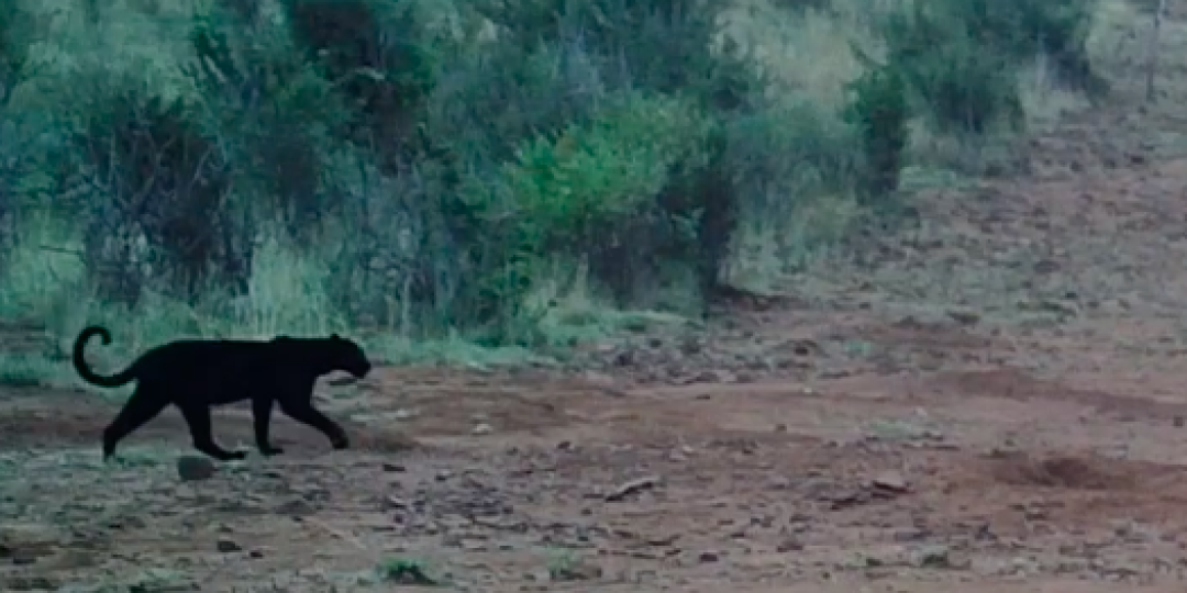 Rare black leopard caught on camera.