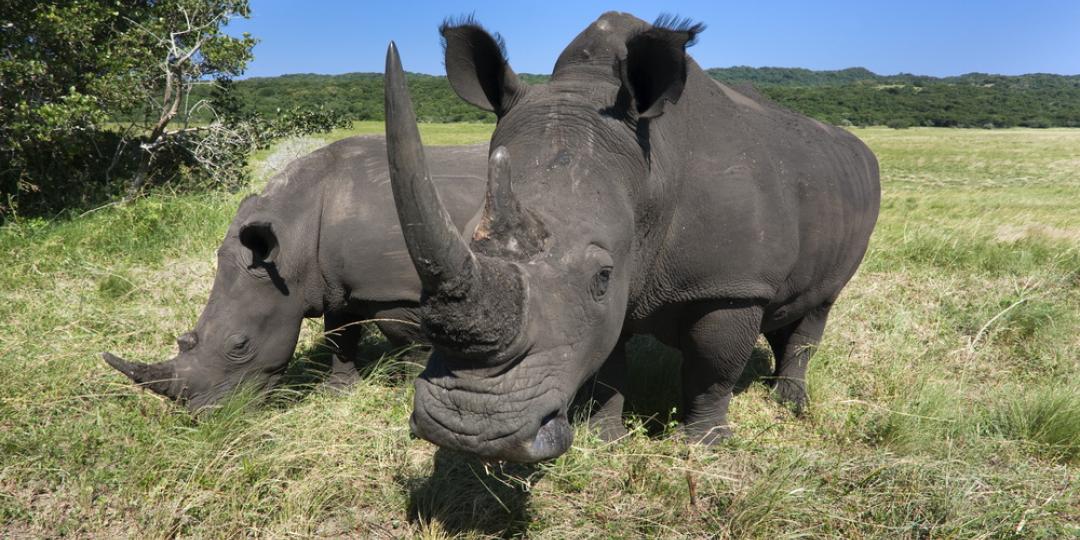 A win for anti-rhino-poaching. Image: Save The Rhino.