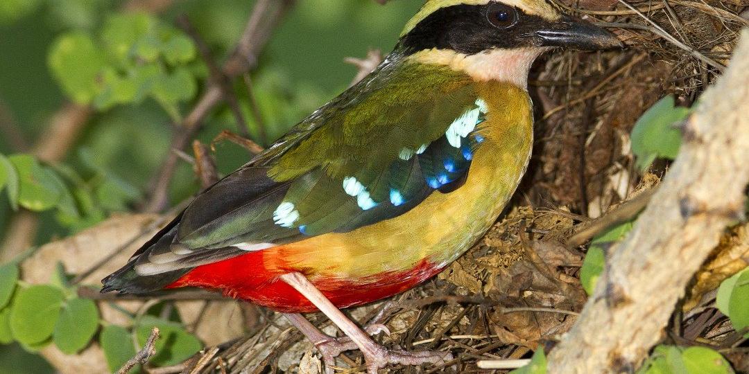 Discover Zimbabwe's elusive African Pitta on one of these eight birding safaris.