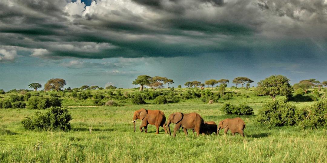 Tarangire National Park.