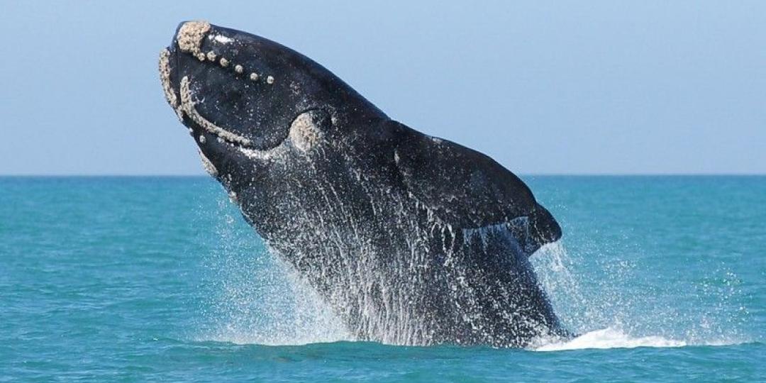 The Southern Right whale that can be seen in the Nelson Mandela Bay.