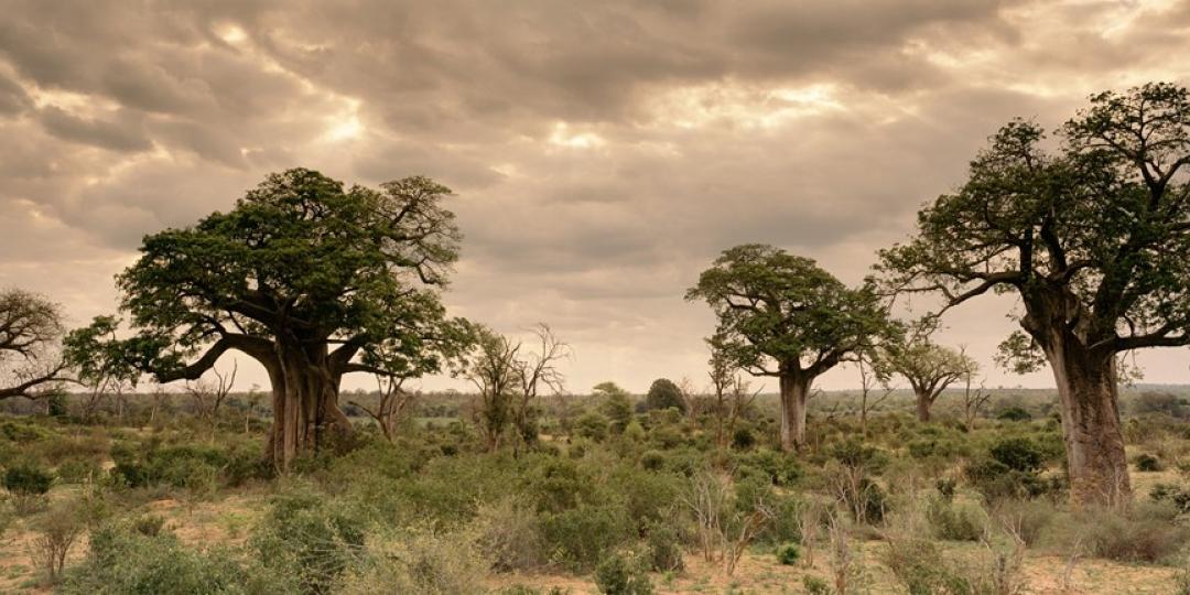 LTCA is a huge game reserve that covers parts of Zimbabwe, South Africa and Mozambique.